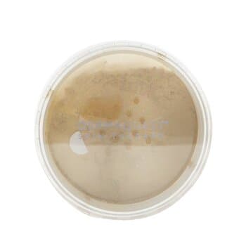 DermaQuest DermaMinerals Buildable Coverage Loose Mineral Powder SPF 20 - # 4N 11.4g/0.4oz DermaQuest DermaMinerals Buildable Coverage Loose Mineral Powder SPF 20 - # 4N 11.4g/0.4oz